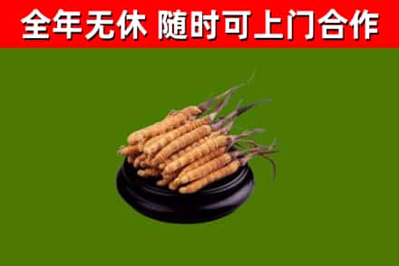 莆田烟酒回收冬虫夏草.jpg